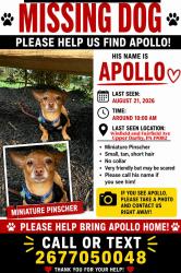 Lost Male Dog last seen Nutwall Street upper Darby, Upper Darby Township, PA 19082