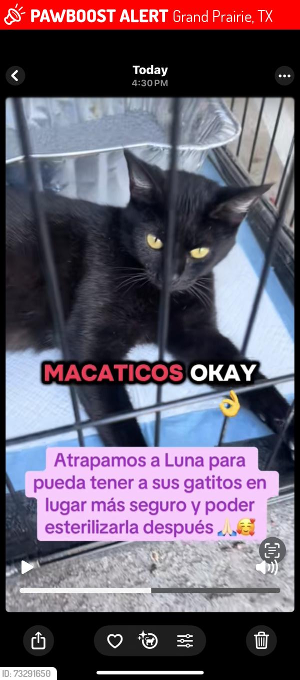 Lost Female Cat last seen Carrier, Grand Prairie, TX 75051