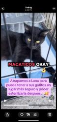 Lost Female Cat last seen Carrier, Grand Prairie, TX 75051