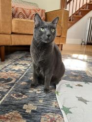 Reunited Male Cat last seen Near King street, Westbrook, ME 04092