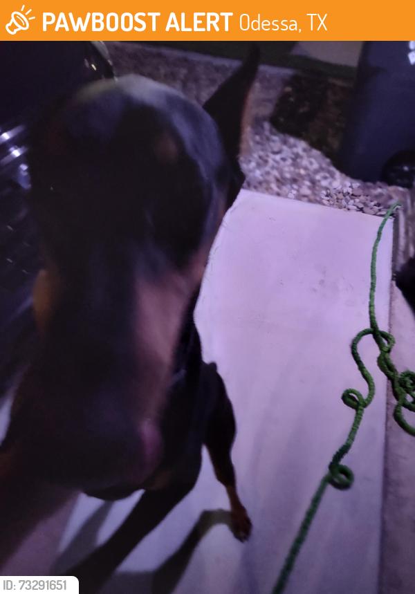 Found/Stray Male Dog last seen Ebetts and dawn, Odessa, TX 79762