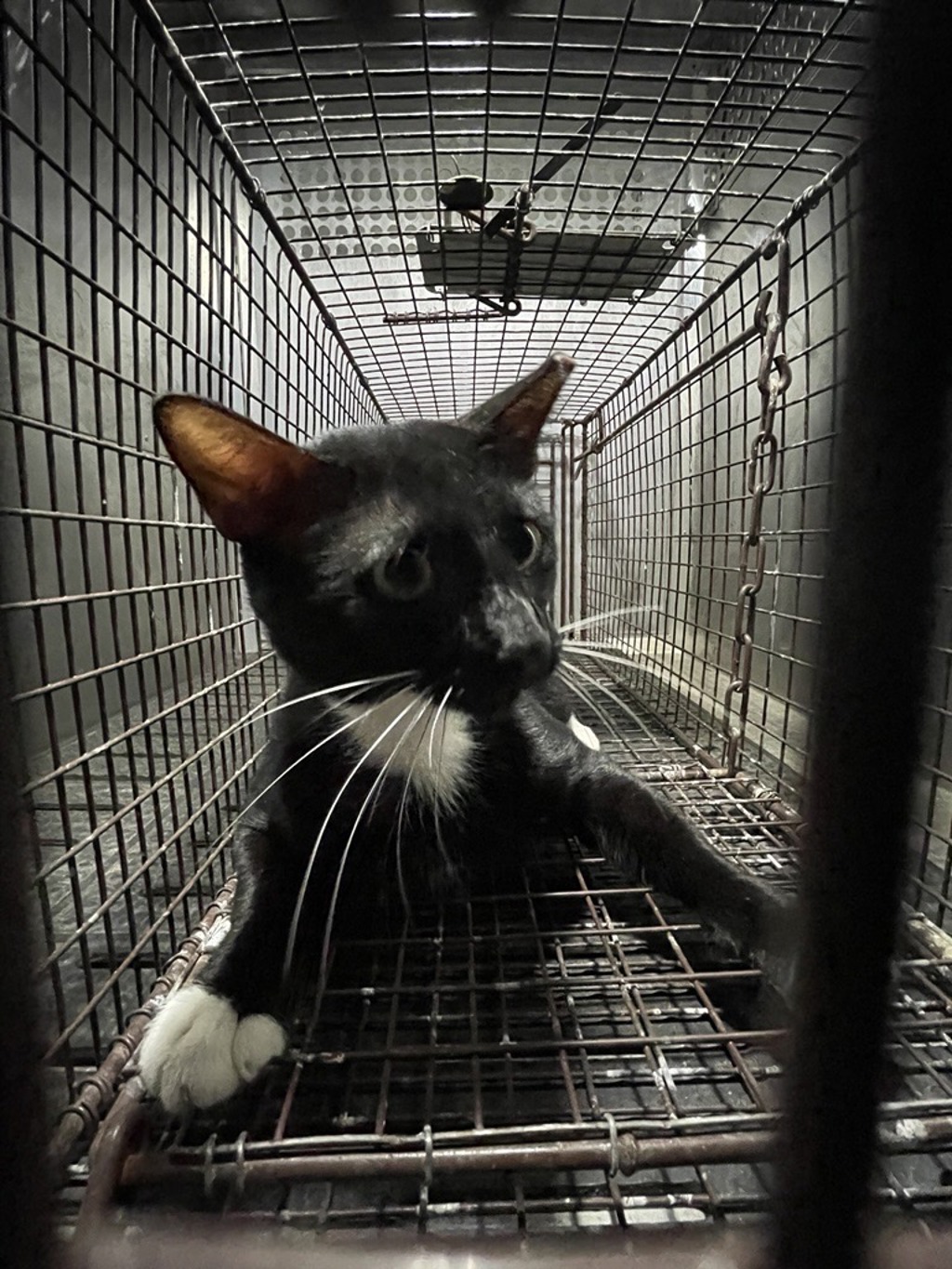 Shelter Stray Unknown Cat last seen Near Metric Boulevard, AUSTIN, TX, 78758, 7201 Levander Loop bldg a, Austin, TX 78702, USA