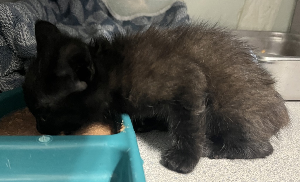 Shelter Stray Male Cat last seen Near S 8400 W, Magna Township, UT, 84044, 511 W 3900 S, Salt Lake City, UT 84123, USA