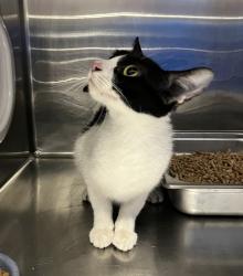 Shelter Stray Female Cat last seen Near N 700 W, SALT LAKE CITY, UT, 84116, 511 W 3900 S, Salt Lake City, UT 84123, USA
