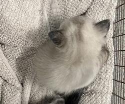 Shelter Stray Female Cat last seen Near N 700 W, SALT LAKE CITY, UT, 84116, 511 W 3900 S, Salt Lake City, UT 84123, USA