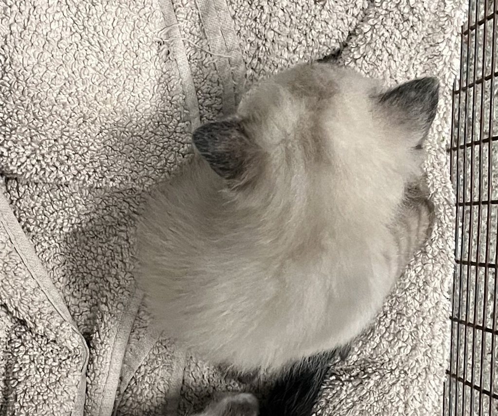 Shelter Stray Female Cat last seen Near N 700 W, SALT LAKE CITY, UT, 84116, 511 W 3900 S, Salt Lake City, UT 84123, USA