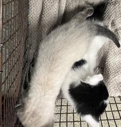 Shelter Stray Male Cat last seen Near N 700 W, SALT LAKE CITY, UT, 84116, 511 W 3900 S, Salt Lake City, UT 84123, USA