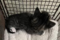 Shelter Stray Male Cat last seen Near N 700 W, SALT LAKE CITY, UT, 84116, 511 W 3900 S, Salt Lake City, UT 84123, USA