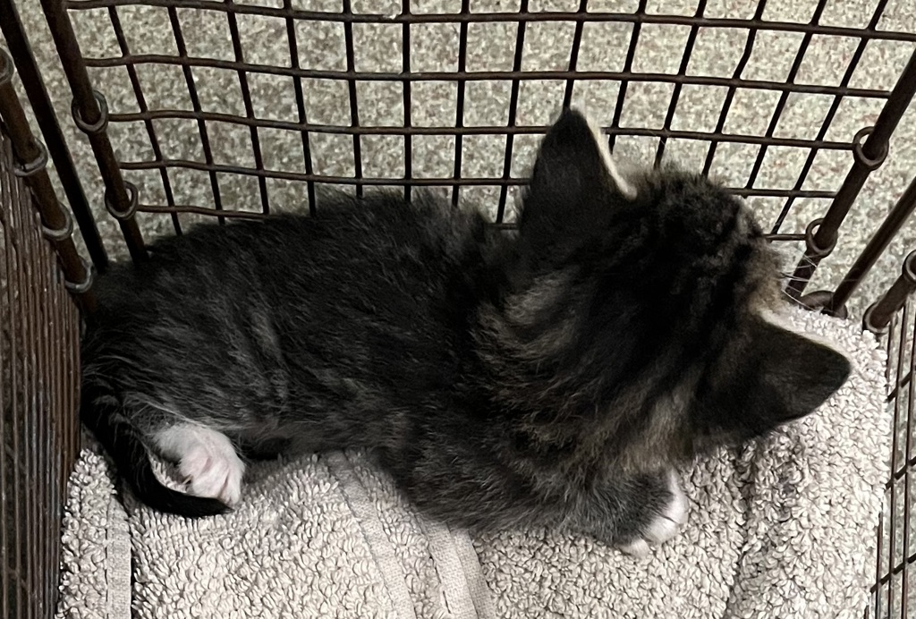 Shelter Stray Male Cat last seen Near N 700 W, SALT LAKE CITY, UT, 84116, 511 W 3900 S, Salt Lake City, UT 84123, USA