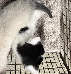 Shelter Stray Male Cat last seen Near N 700 W, SALT LAKE CITY, UT, 84116, 511 W 3900 S, Salt Lake City, UT 84123, USA