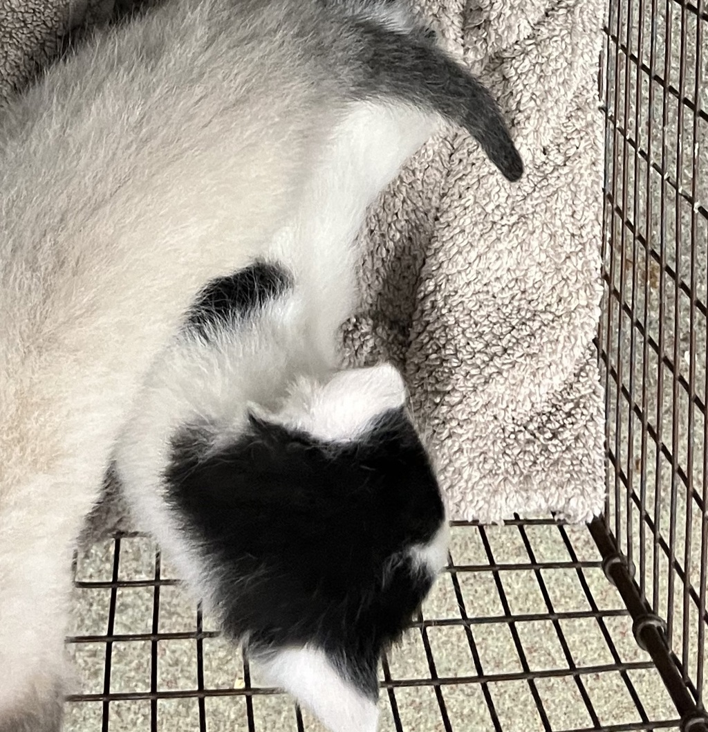 Shelter Stray Male Cat last seen Near N 700 W, SALT LAKE CITY, UT, 84116, 511 W 3900 S, Salt Lake City, UT 84123, USA