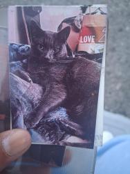 Lost Male Cat last seen Borregas ave, Sunnyvale, CA 94089