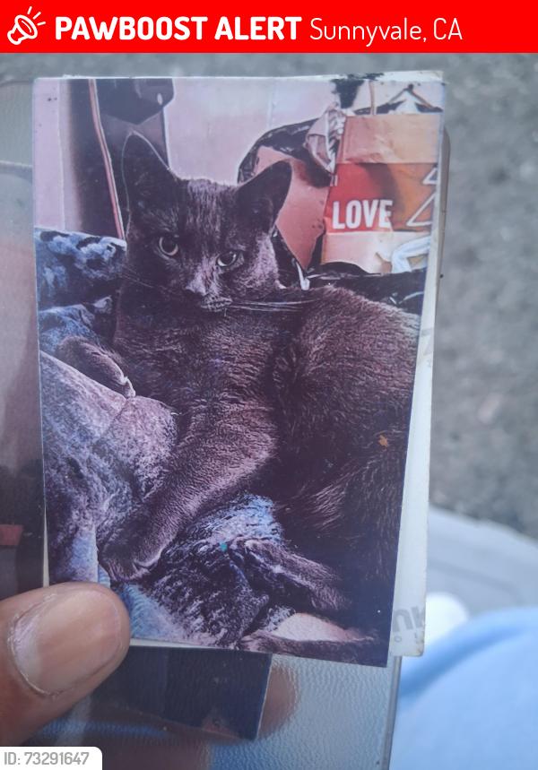 Lost Male Cat last seen Borregas ave, Sunnyvale, CA 94089