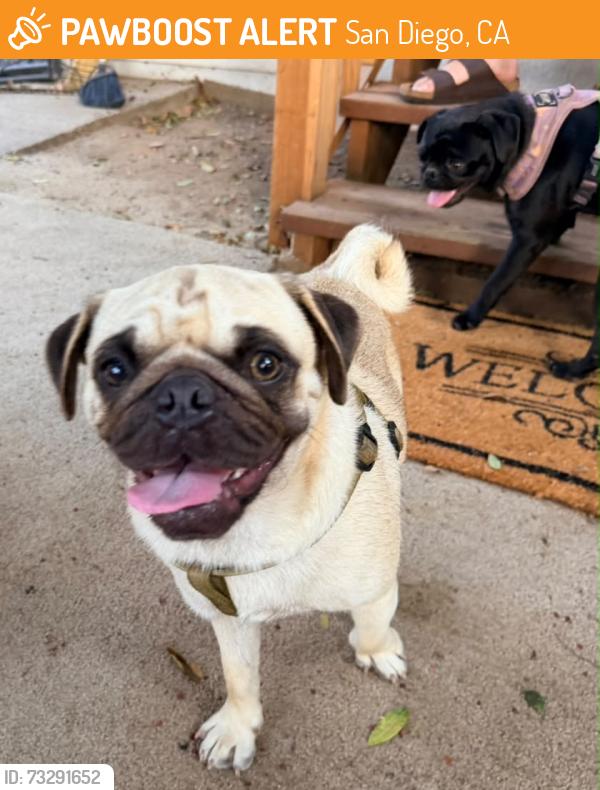 Found/Stray Male Dog last seen Logan ave, San Diego, San Diego, CA 92113