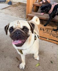 Found/Stray Male Dog last seen Logan ave, San Diego, San Diego, CA 92113