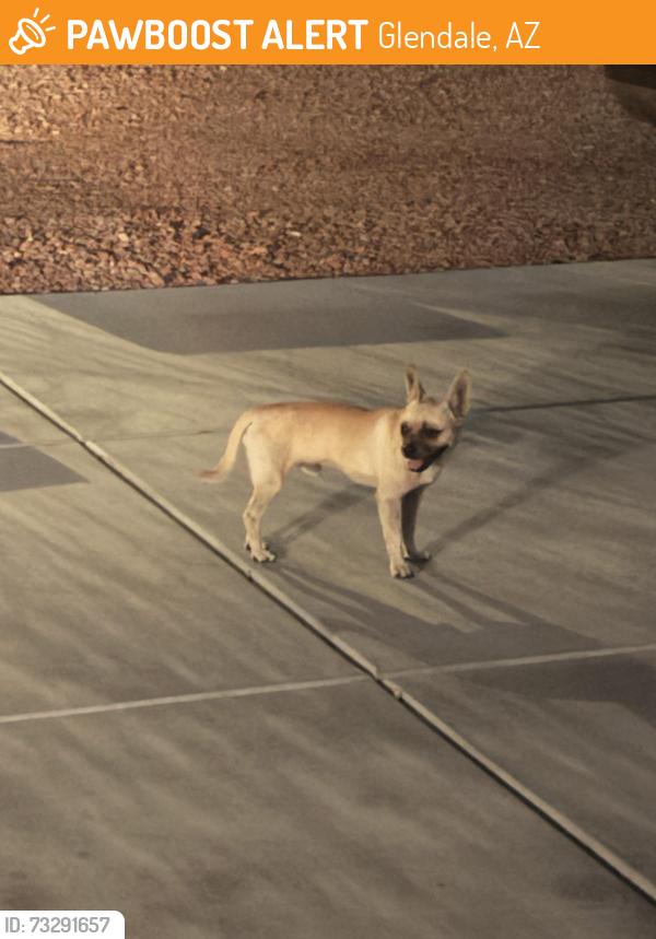 Found/Stray Male Dog last seen 61st and northern, Glendale, AZ 85301