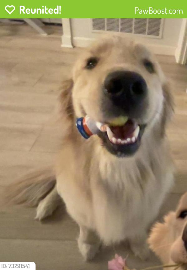 Reunited Male Dog last seen Whispering hills, Coppell, TX 75019