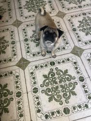 Lost Male Dog last seen Coal and 5th, Albuquerque, NM 87102