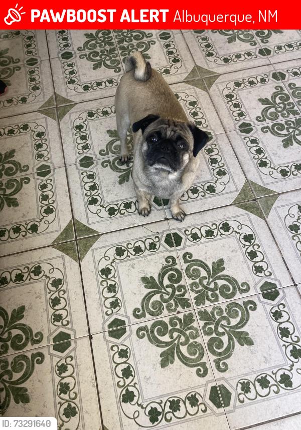 Lost Male Dog last seen Coal and 5th, Albuquerque, NM 87102
