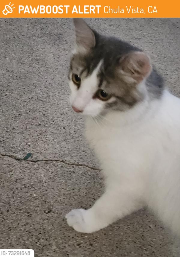 Found/Stray Unknown Cat last seen Near 3rd Ave and G st, Chula Vista, CA 91910