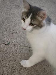 Found/Stray Unknown Cat last seen Near 3rd Ave and G st, Chula Vista, CA 91910