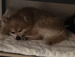 Reunited Male Dog last seen Neuhoff Dr & Gulledge Ln, Dallas, TX, Dallas, TX 75217