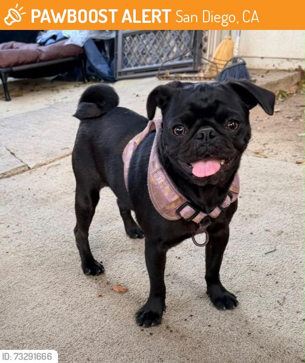 Found/Stray Female Dog last seen Logan Ave, San Diego, San Diego, CA 92113