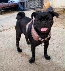 Found/Stray Female Dog last seen Logan Ave, San Diego, San Diego, CA 92113