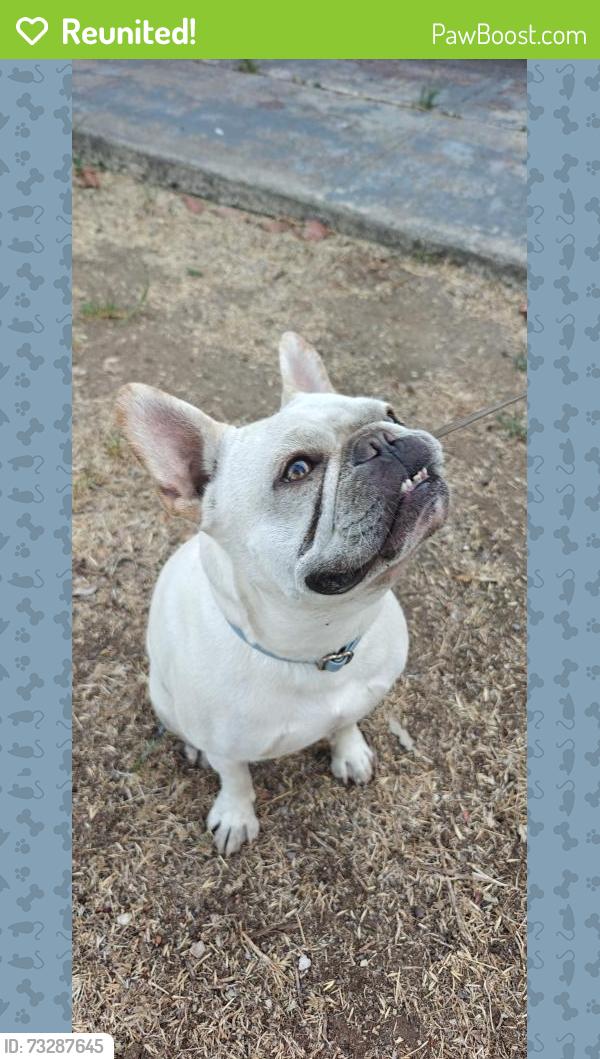 Reunited Male Dog last seen Limerick and Lehrer, San Diego, CA 92117