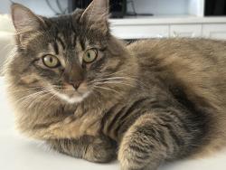 Reunited Female Cat last seen 4th and Laurel, Pacific Grove, Pacific Grove, CA 93950
