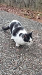 Found/Stray Unknown Cat last seen Grounded expresso, Edmonds, WA 98020