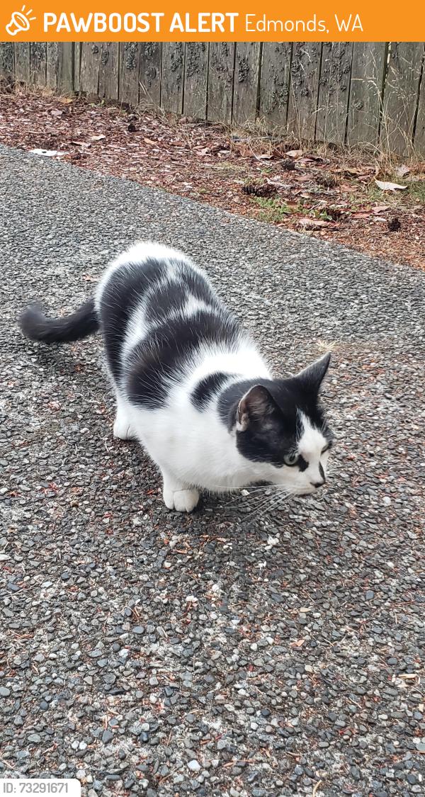 Found/Stray Unknown Cat last seen Grounded expresso, Edmonds, WA 98020