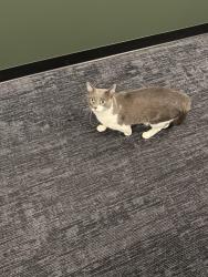 Found/Stray Unknown Cat last seen Near W Illinois St, Morton, IL 61550