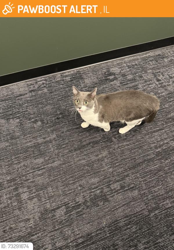 Found/Stray Unknown Cat last seen Near W Illinois St, Morton, IL 61550