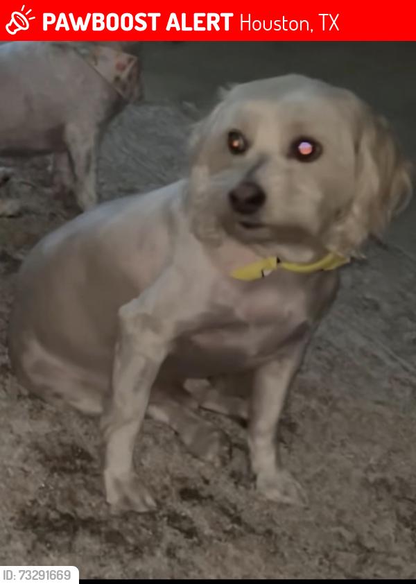 Lost Male Dog last seen Before the terminals, Houston, TX 77032