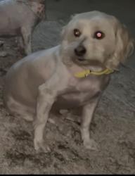 Lost Male Dog last seen Before the terminals, Houston, TX 77032