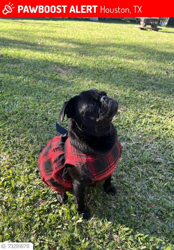Lost Female Dog last seen Northline Dr/ E Parker RD, Houston, TX 77076