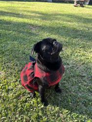 Lost Female Dog last seen Northline Dr/ E Parker RD, Houston, TX 77076