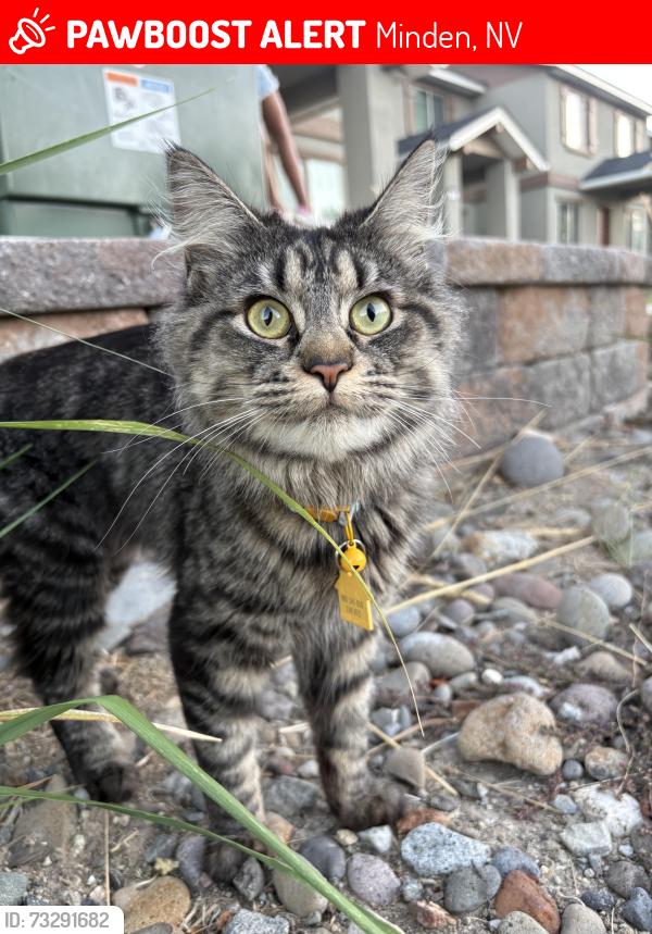 Lost Female Cat last seen Baler Street & Minden Circle/Minden Elementary, Minden, NV 89423