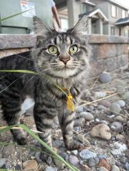 Lost Female Cat last seen Baler Street & Minden Circle/Minden Elementary, Minden, NV 89423