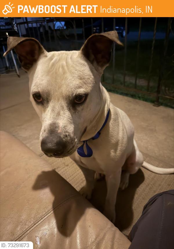 Found/Stray Male Dog last seen Near south harding street, Indianapolis, IN 46217