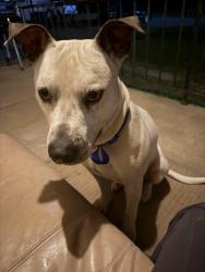 Found/Stray Male Dog last seen Near south harding street, Indianapolis, IN 46217