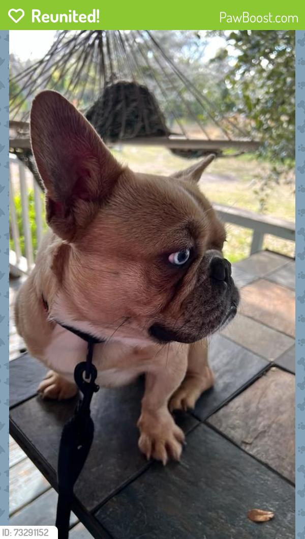 Reunited Male Dog last seen Near Chicadee ave, Orlando, FL 32812