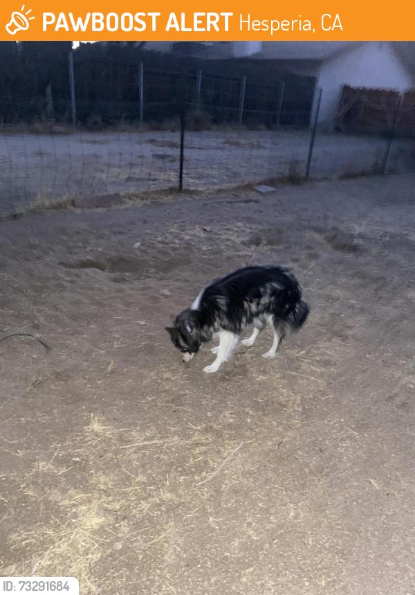 Found/Stray Unknown Dog last seen Near Alston Ave. Hesperia, Hesperia, CA 92345