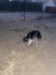 Found/Stray Unknown Dog last seen Near Alston Ave. Hesperia, Hesperia, CA 92345