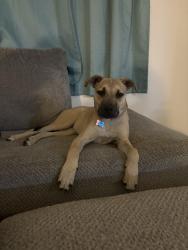 Reunited Male Dog last seen Sunridge Dr, Cheyenne, WY 82007