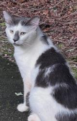Found/Stray Male Cat last seen Diamond Hill Neese rd, Hull, GA 30646