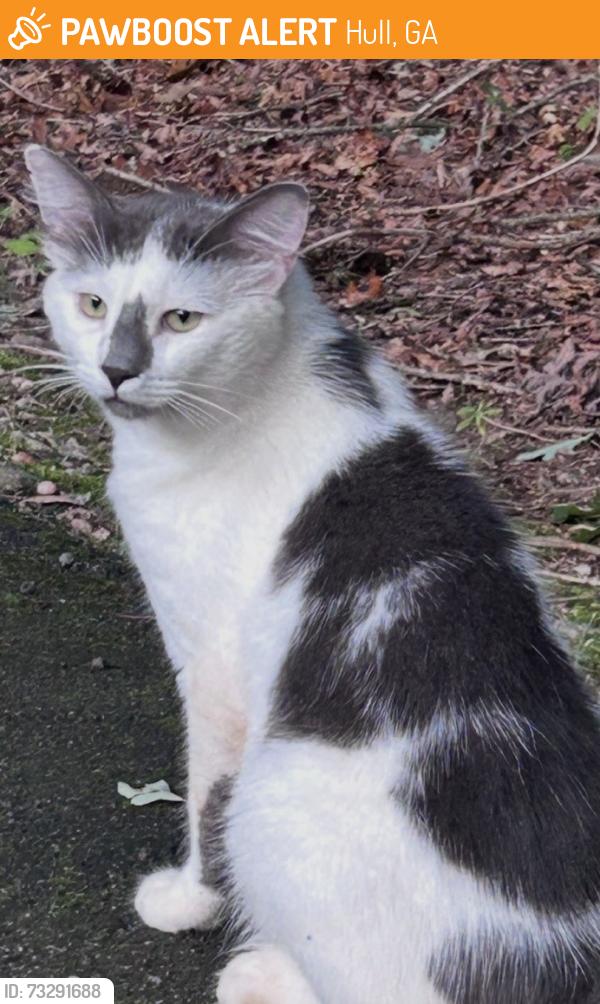 Found/Stray Male Cat last seen Diamond Hill Neese rd, Hull, GA 30646