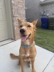 Found/Stray Female Dog last seen Imhoff and Oakhurst, Norman, OK 73026