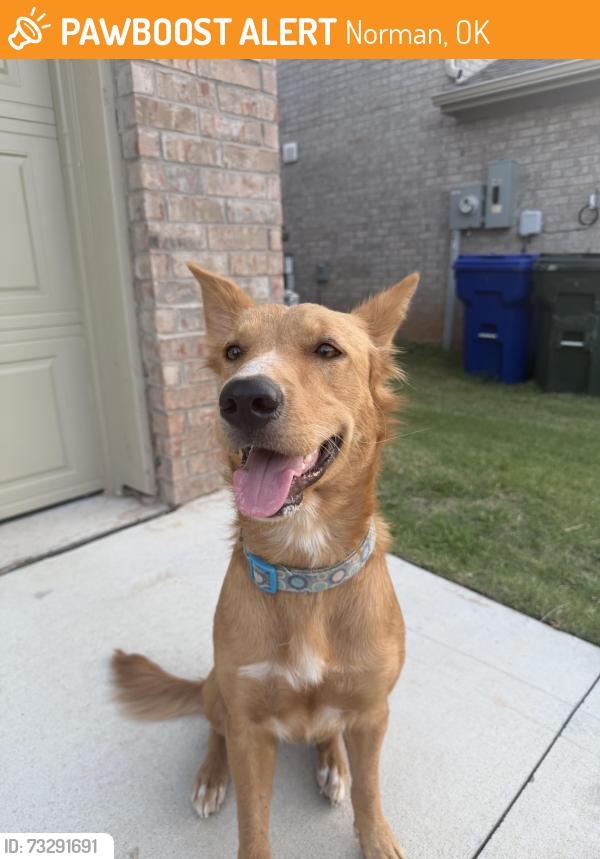 Found/Stray Female Dog last seen Imhoff and Oakhurst, Norman, OK 73026